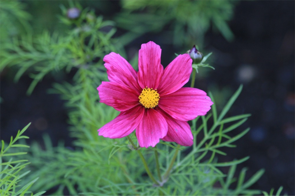 Puzzle Image