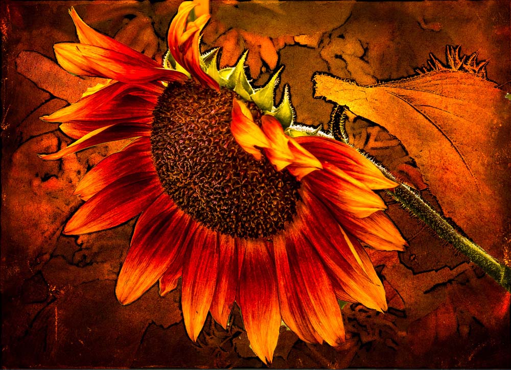 Puzzle Image