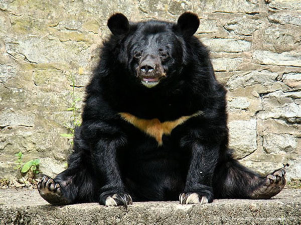 Puzzle Image