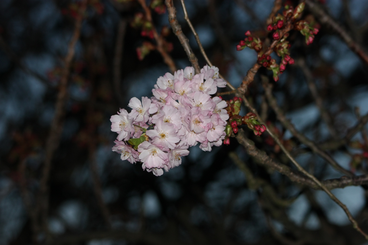 Puzzle Image