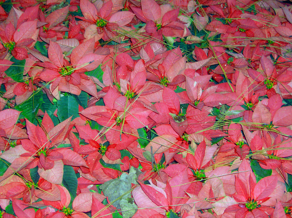 Puzzle Image