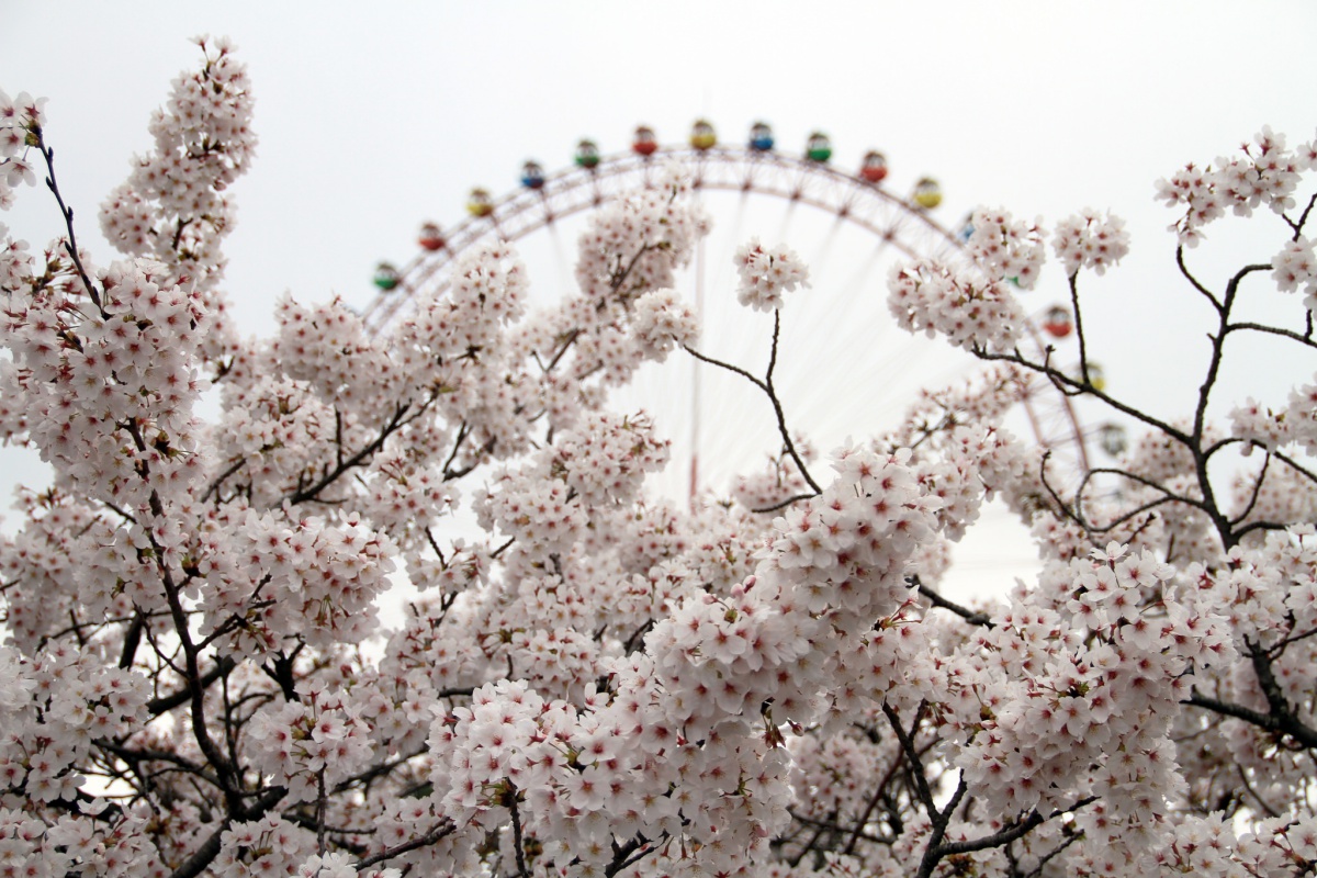 Puzzle Image