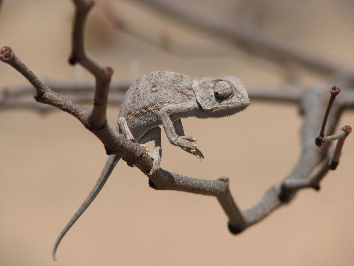 Puzzle Image