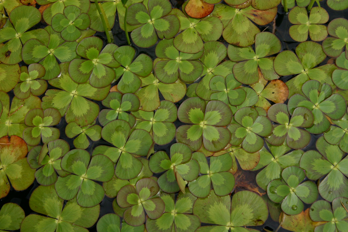 Puzzle Image
