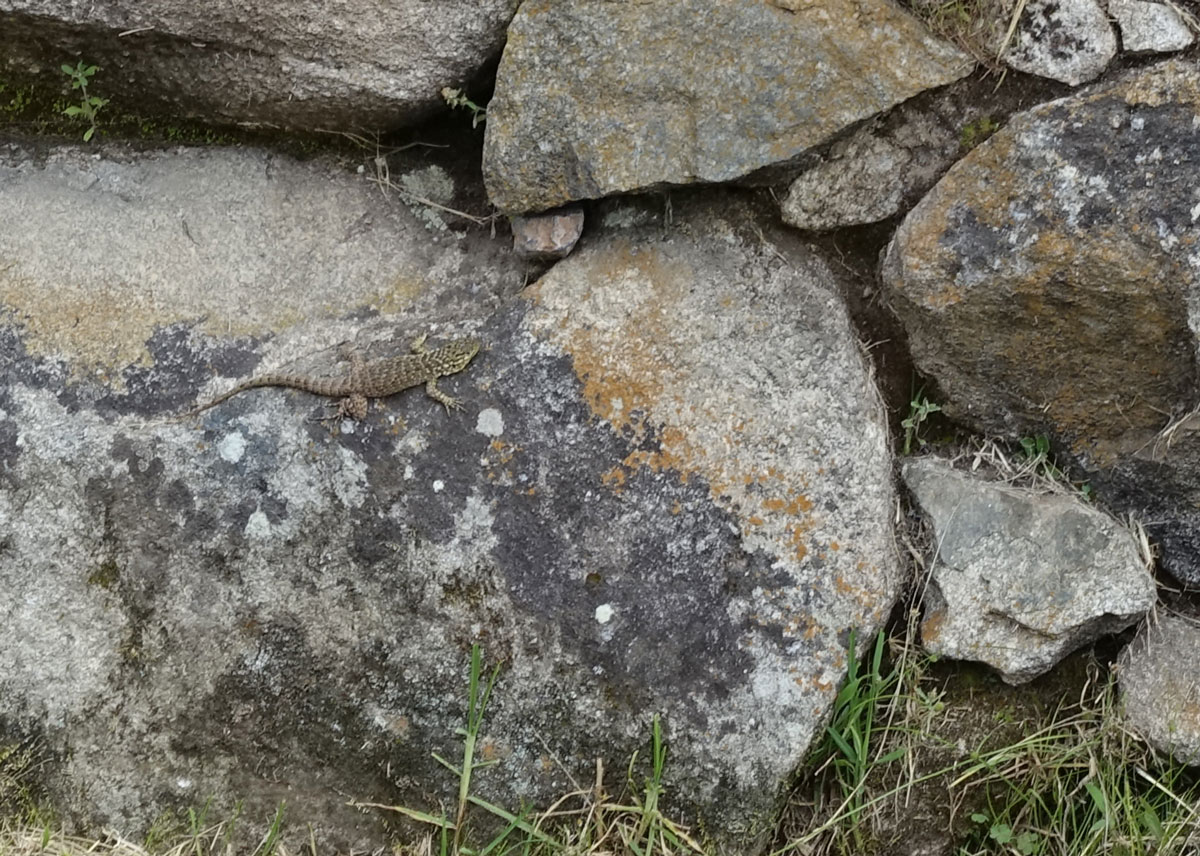 Puzzle Image