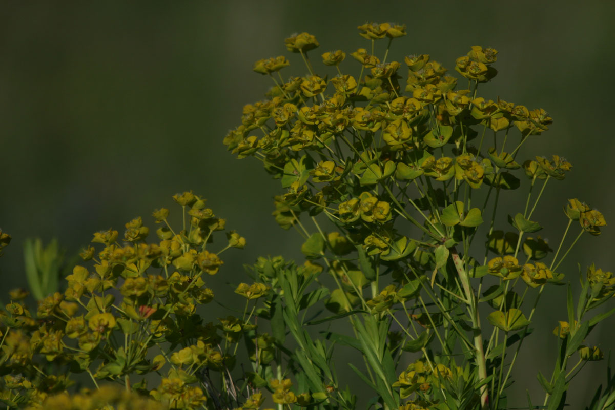 Puzzle Image