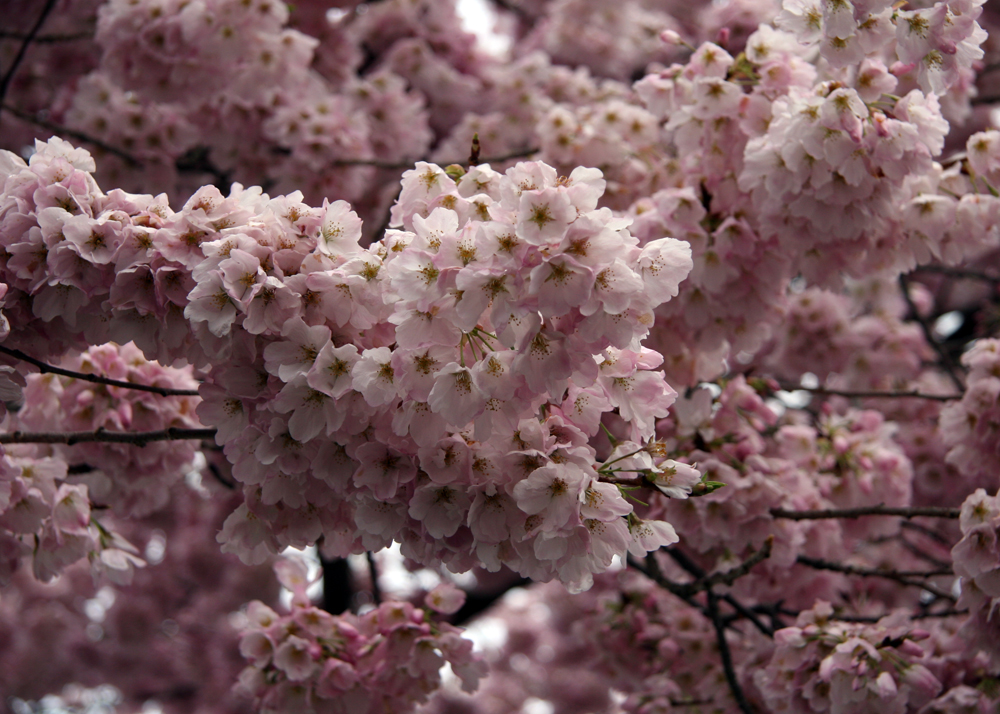 Puzzle Image