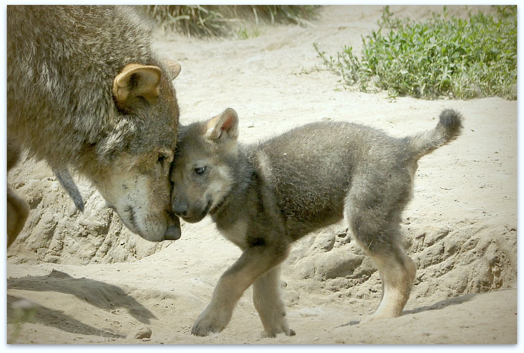 Puzzle Image