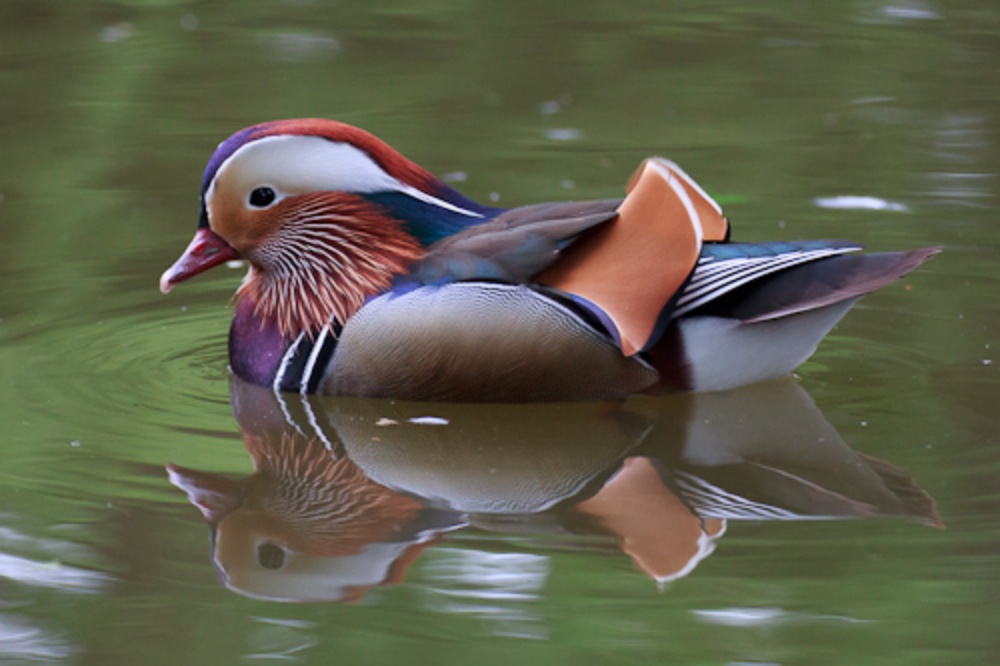 Puzzle Image