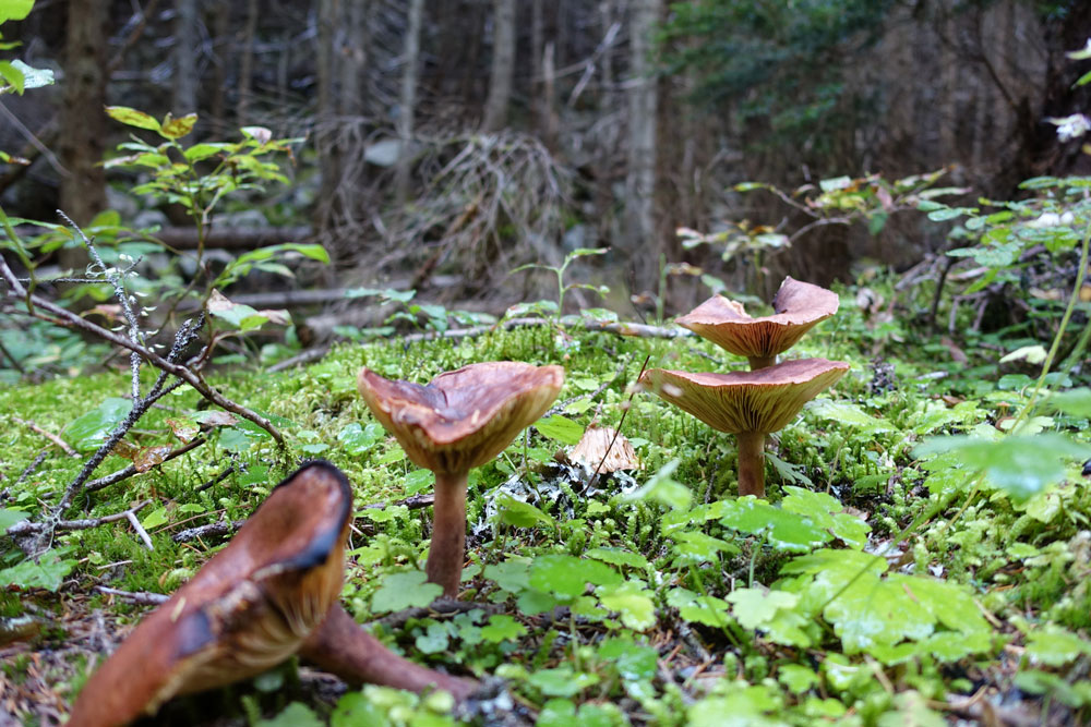 Puzzle Image