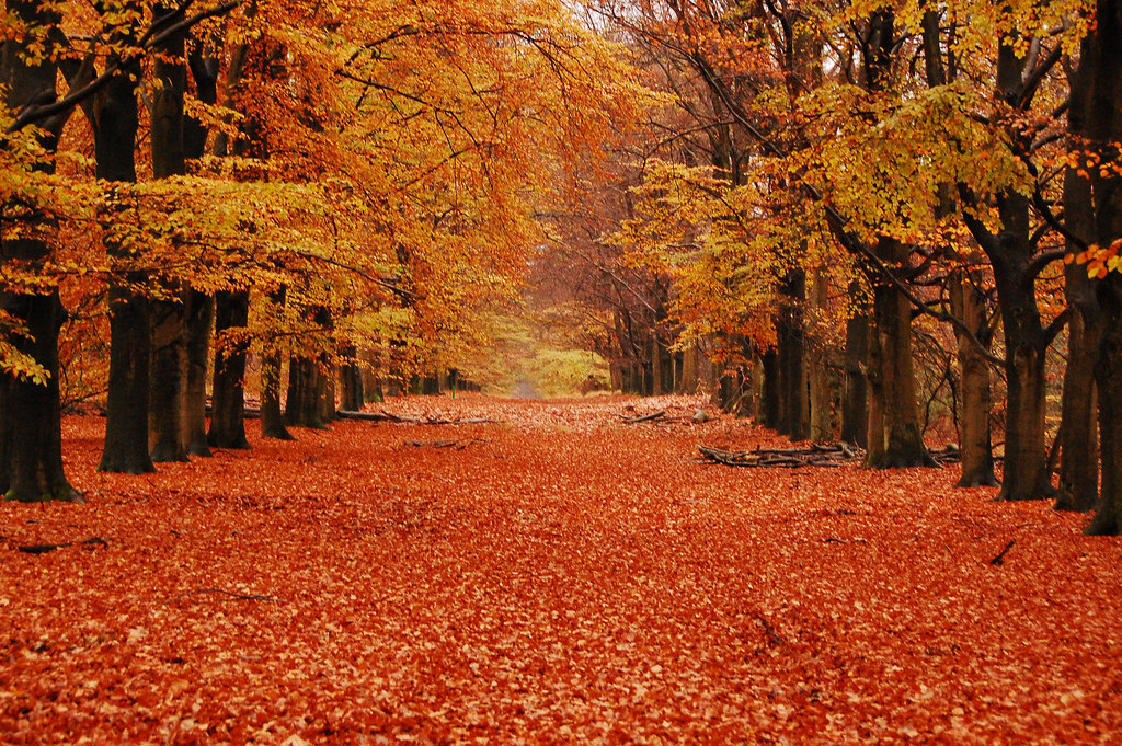Puzzle Image