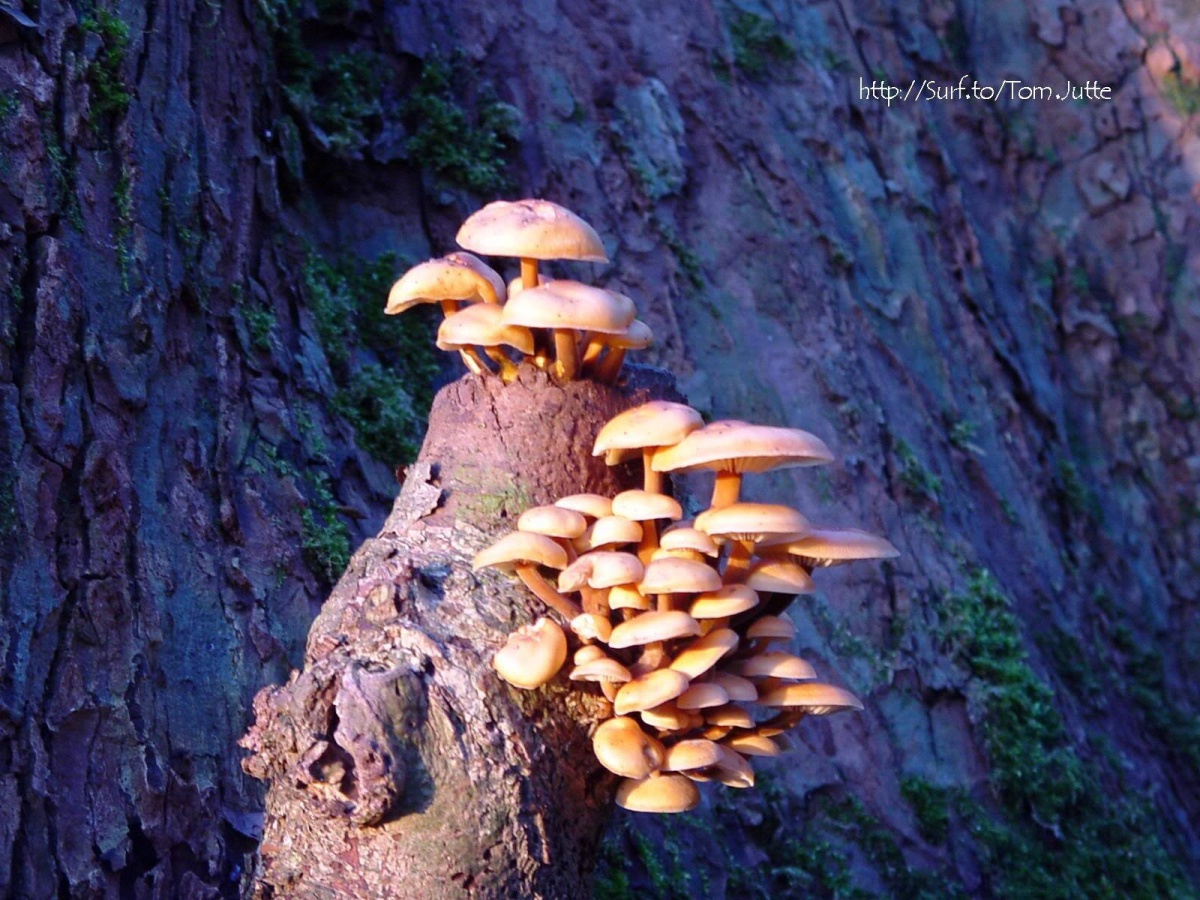 Puzzle Image