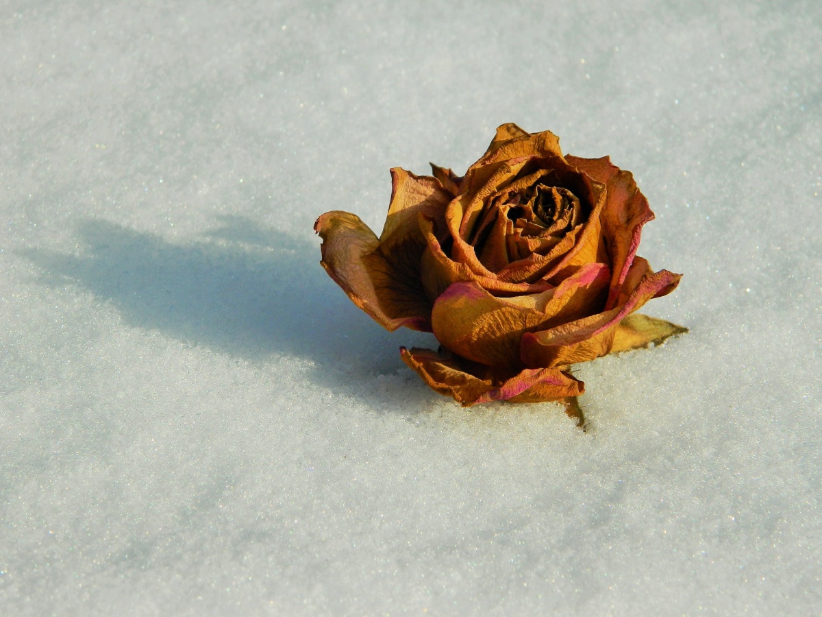 Puzzle Image