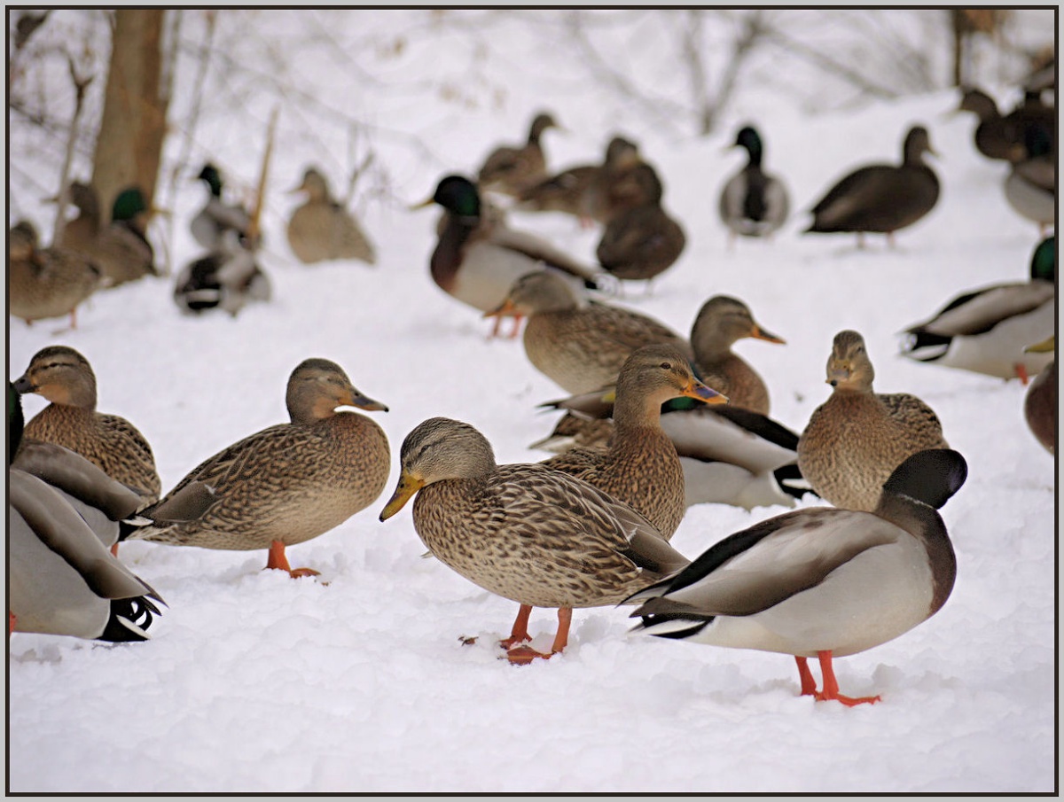 Puzzle Image
