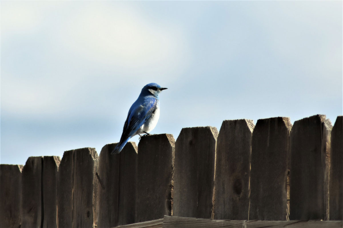 Puzzle Image