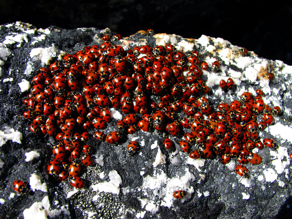 Puzzle Image