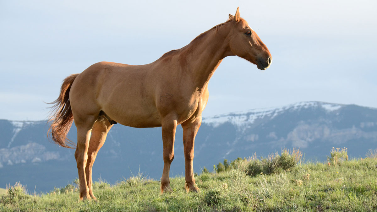 Puzzle Image