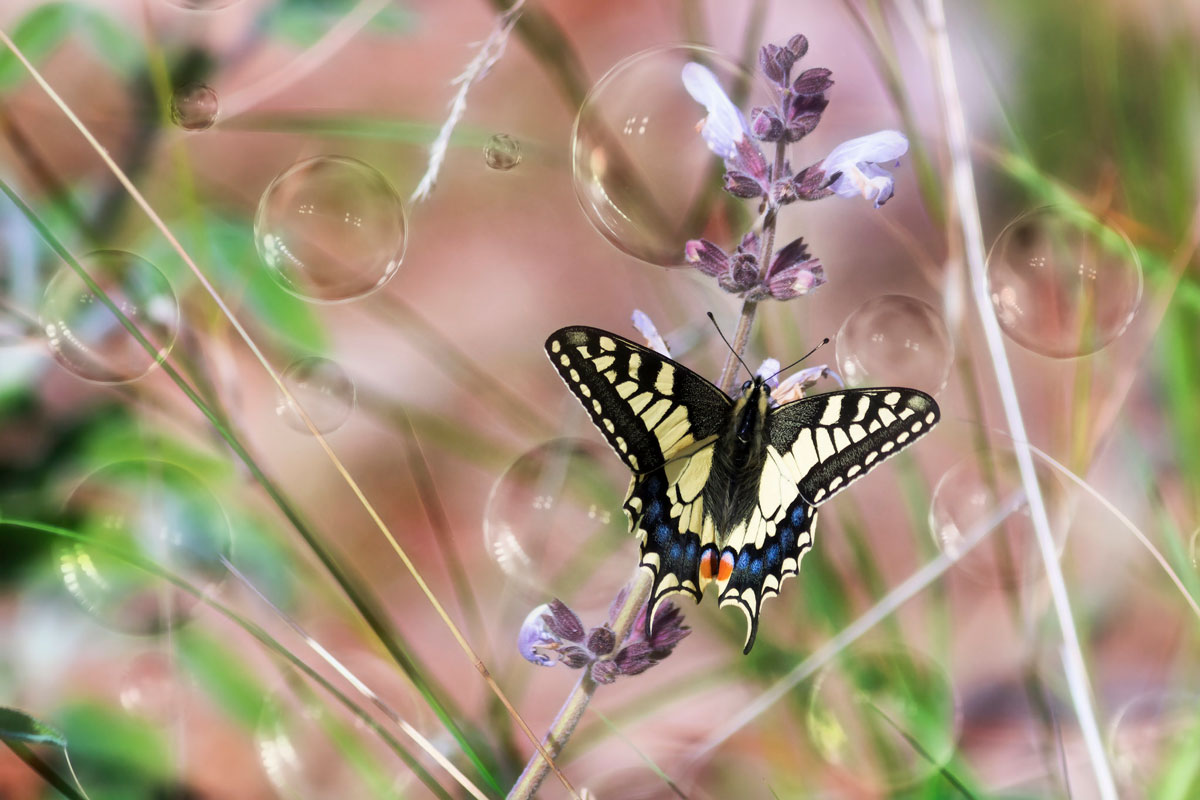 Puzzle Image