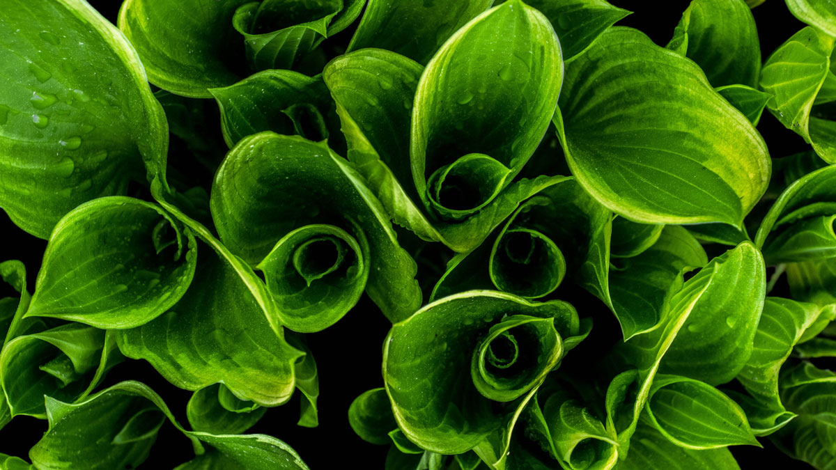 Puzzle Image