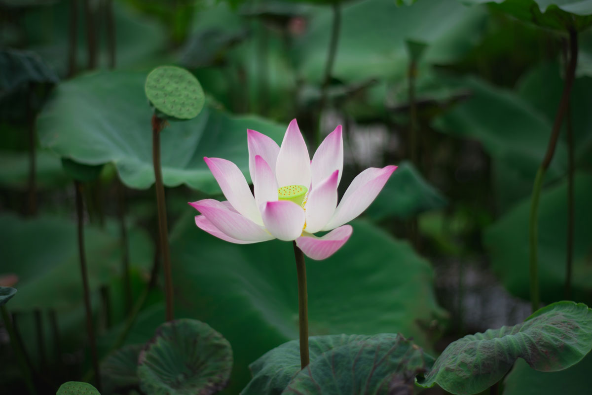 Puzzle Image
