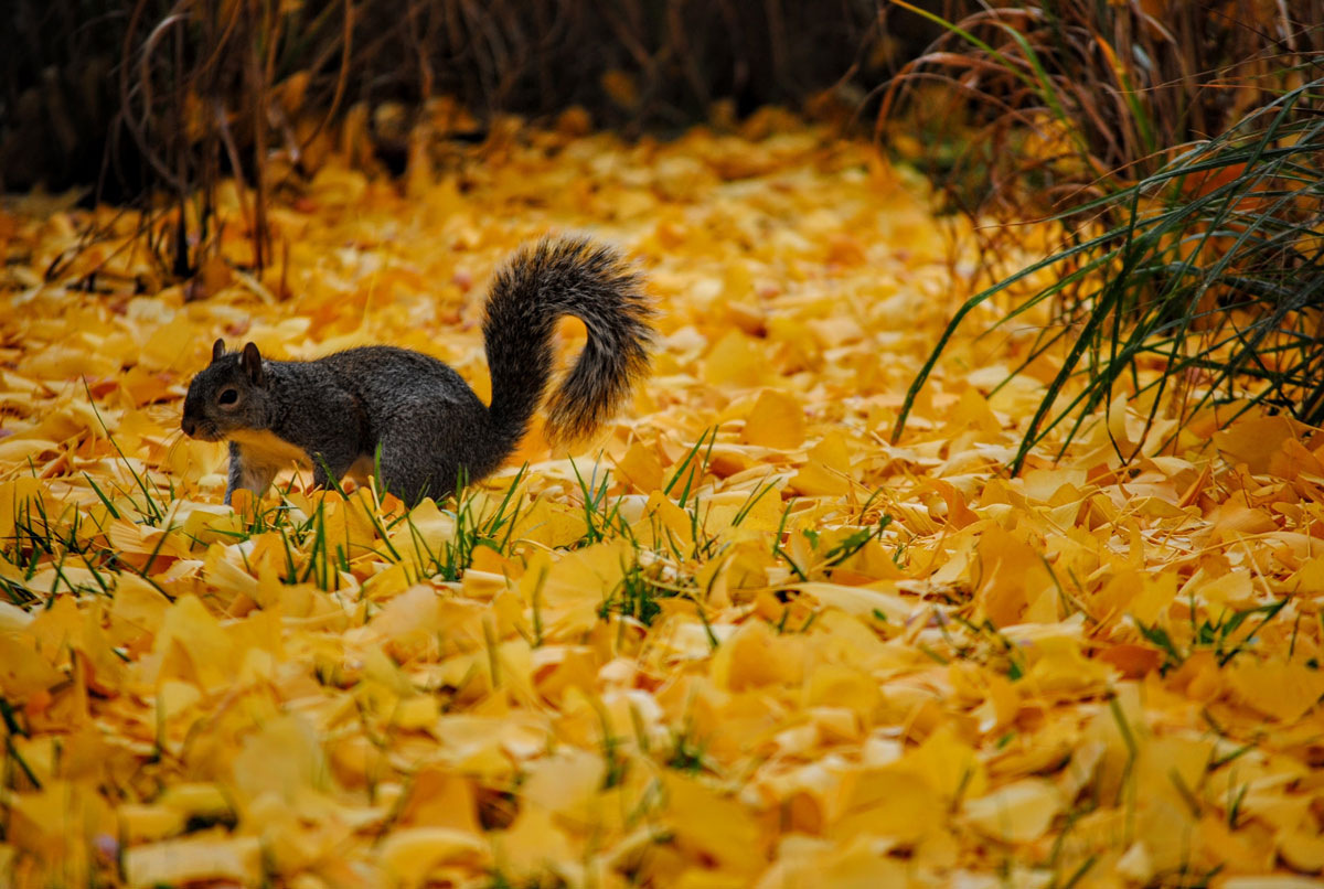 Puzzle Image