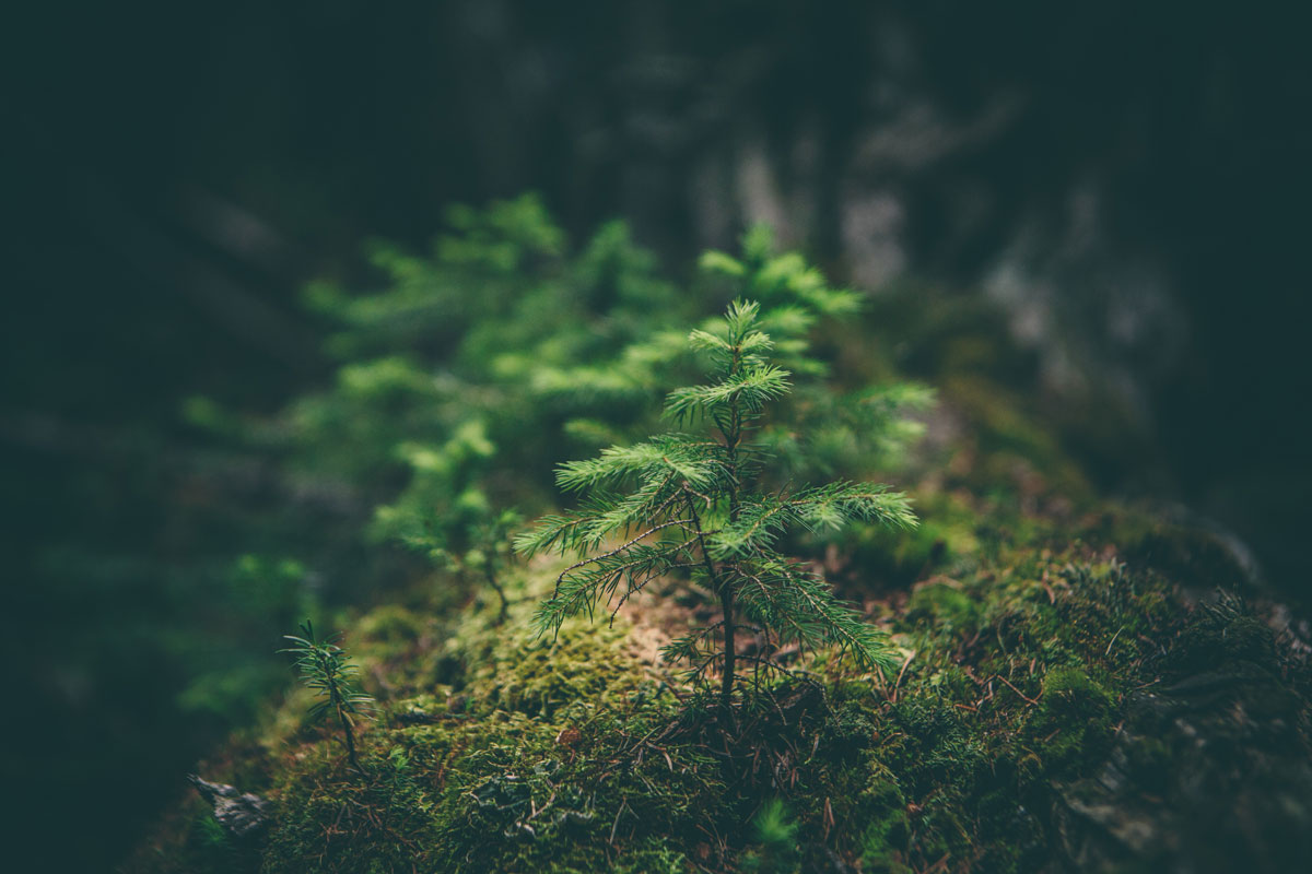 Puzzle Image
