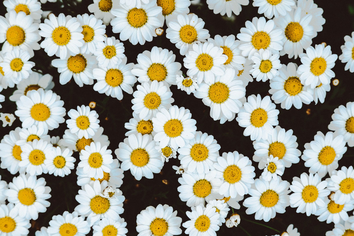Puzzle Image