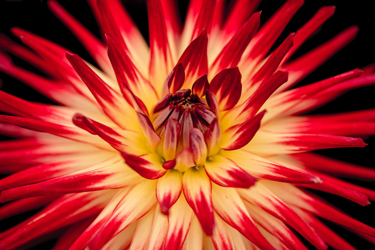 Puzzle Image