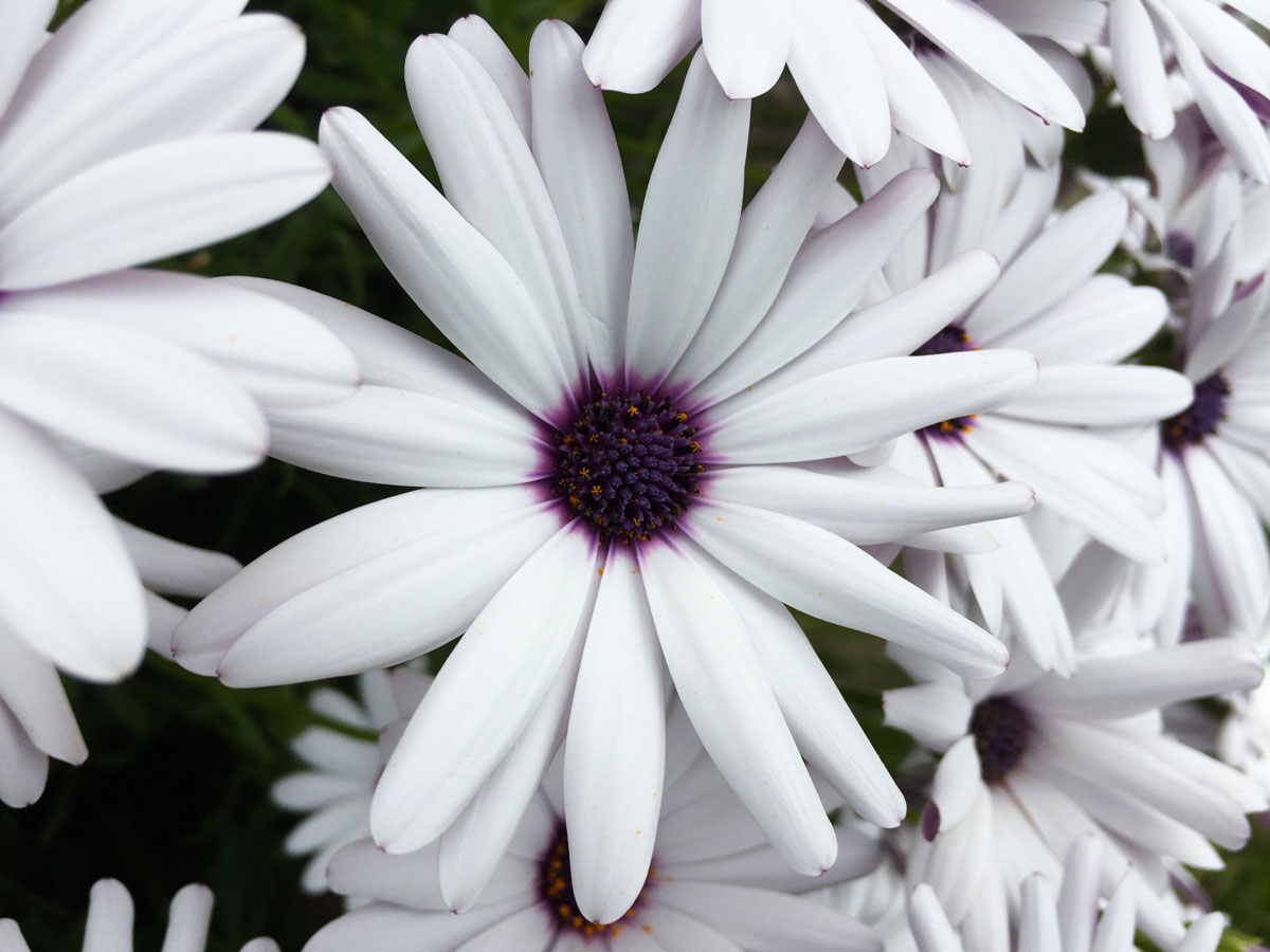 Puzzle Image