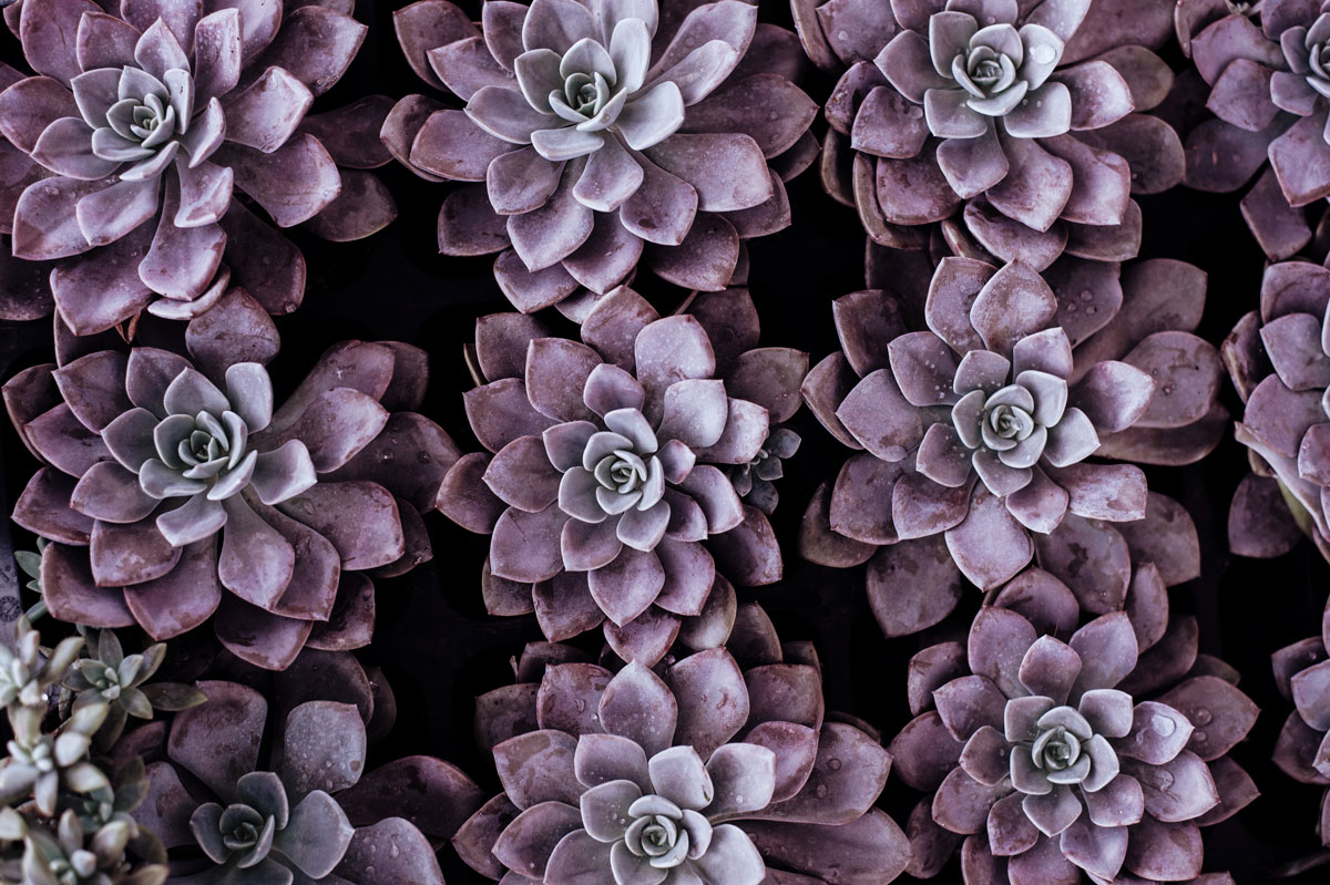 Puzzle Image