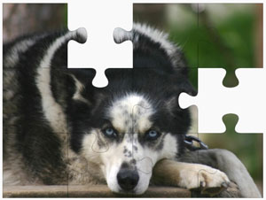 Sled Dog Online Jigsaw Puzzles