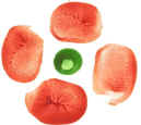 Anzac Day Fingerprint Poppy