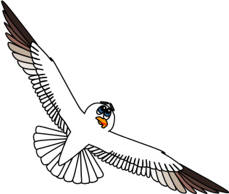 seagull