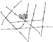 spider crafts