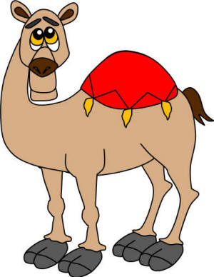 mehari camel