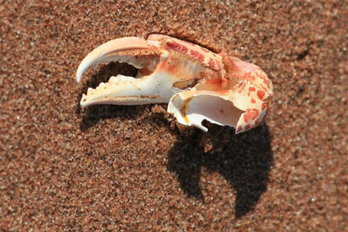 Crab claw on the beach at West Point.