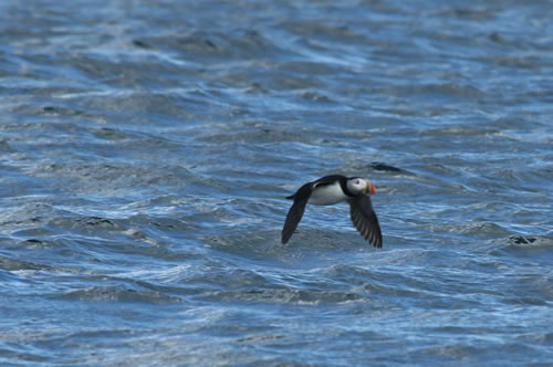 One of the puffins we saw.