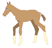 A colt.