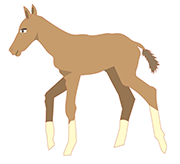 A colt.